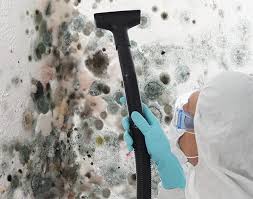 Reliable West Belmar, NJ Mold Removal Solutions